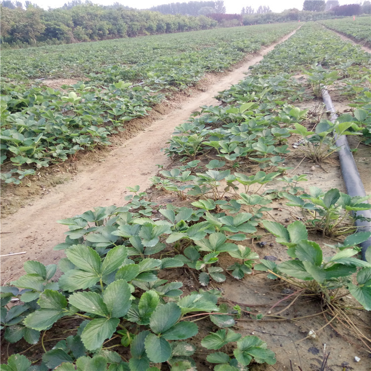 四川天仙醉草莓苗、天仙醉草莓苗这里便宜