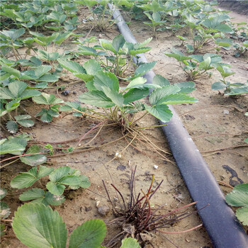 脱毒草莓苗栽植时间隋珠草莓苗亩产收入五万元
