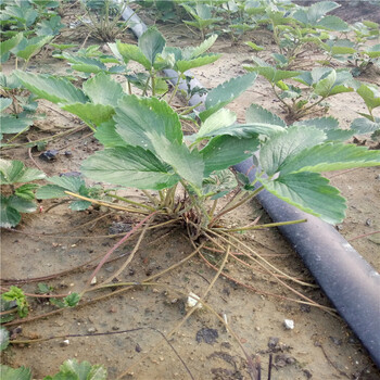 牛奶草莓苗基地、牛奶草莓苗价格介绍-当年结果