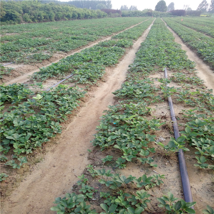 妙七草莓苗价格、妙七草莓苗结果时间  提供种植技术
