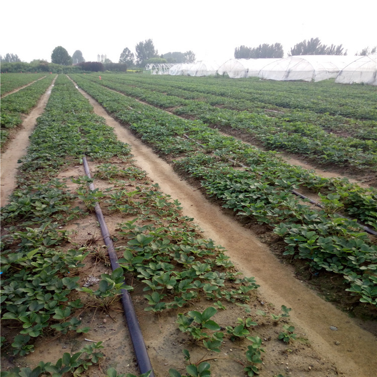高度15公分草莓苗栽培技术  隋珠草莓苗亩产收入五万元