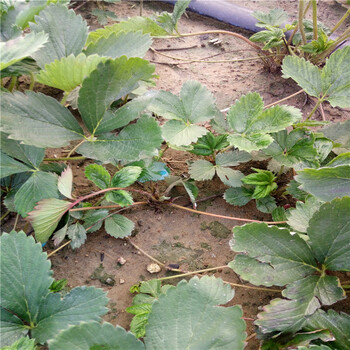 湖北甜寶草莓苗、甜寶草莓苗栽植新方式