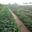 贵州白雪公主草莓苗、白雪公主草莓苗这里便宜图片