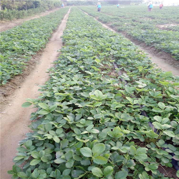 红颜草莓苗栽培技术、红颜草莓苗价格比较  保品种签合同