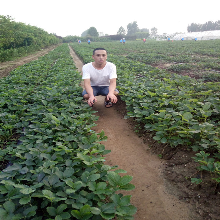 全草莓苗基地、全草莓苗价格比较  提供种植技术