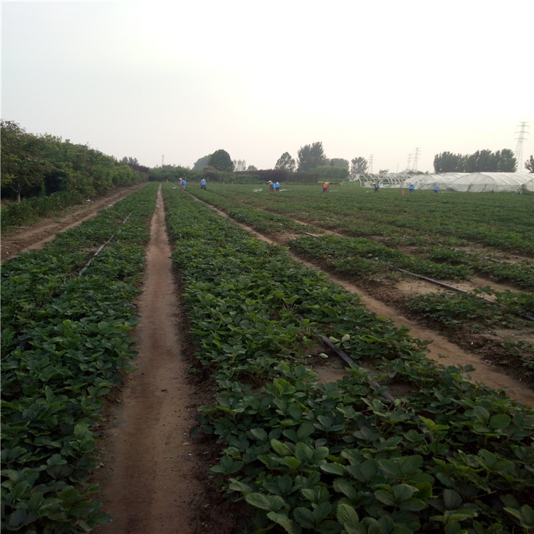 艳丽草莓苗栽植新方式、艳丽草莓苗买苗必读  林泽苗木提供