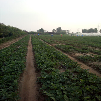 妙七草莓苗价格、妙七草莓苗结果时间提供种植技术