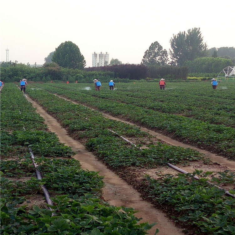 法兰地草莓苗栽植新方式、法兰地草莓苗批发价格  产量益好