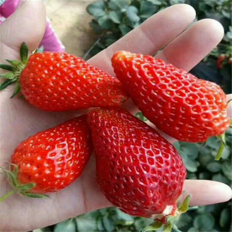 艳丽草莓苗一亩地栽植数量、艳丽草莓苗结果时间  产量益好