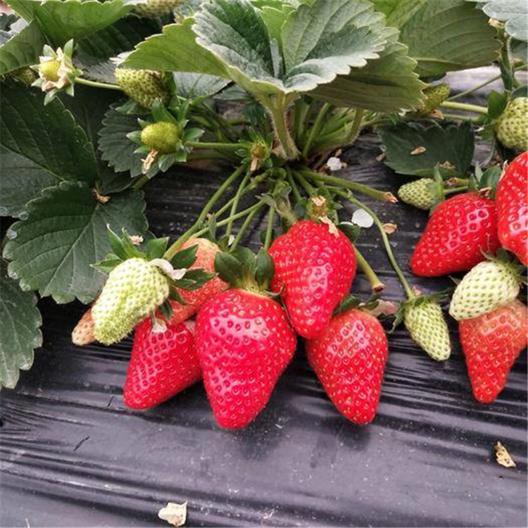 隋珠草莓苗一亩地栽植数量、隋珠草莓苗便宜价格  产量益好