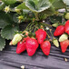隋珠草莓苗栽植时间、隋珠草莓苗便宜价格保品种签合同