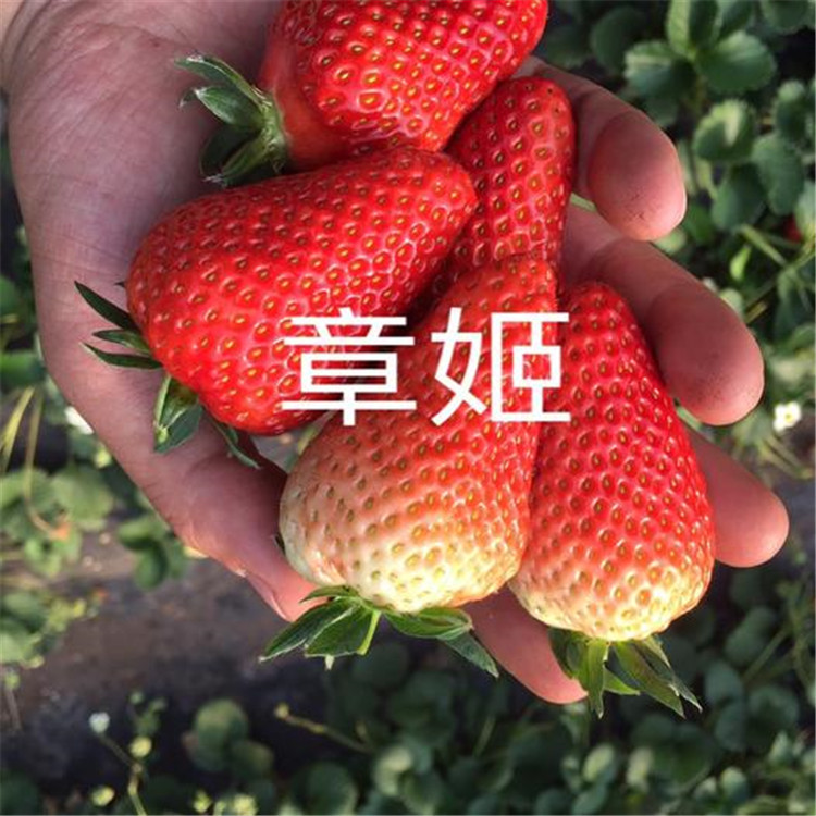 高度15公分草莓苗栽培技术  隋珠草莓苗亩产收入五万元