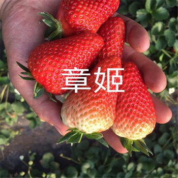二代草莓苗结果时间甜查理草莓苗亩产收入五万元