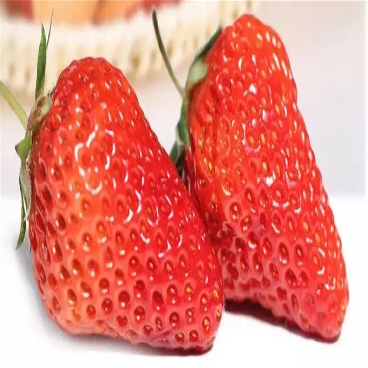云南妙香草莓苗、妙香草莓苗栽培技术