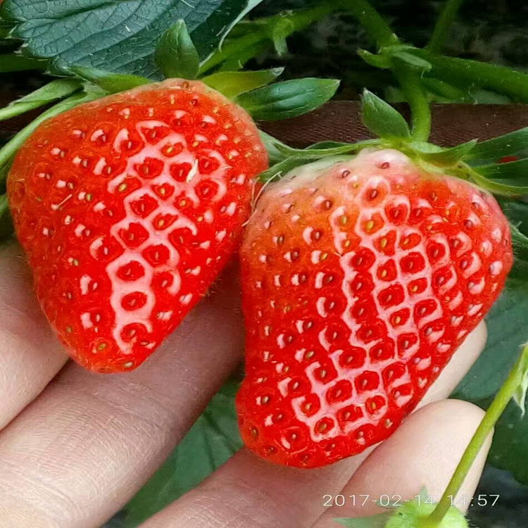 隋珠草莓苗2020年的新苗、隋珠草莓苗基地