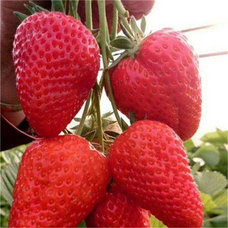 高度15公分草莓苗价格报表  九香三号草莓苗亩产收入五万元