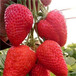 湖北牛奶草莓苗、牛奶草莓苗栽植新方式