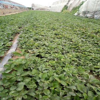 隋珠草莓苗一亩地栽植数量、隋珠草莓苗便宜价格产量益好