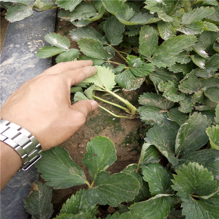 脱毒草莓苗基地  妙香3号草莓苗提供种植技术