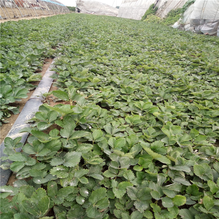 隋珠草莓苗批发、隋珠草莓苗结果时间  提供种植技术