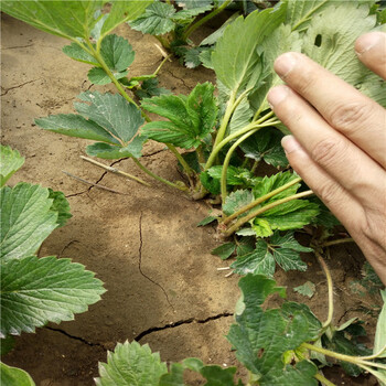 脱毒草莓苗一亩地栽植数量红颜草莓苗产量益好