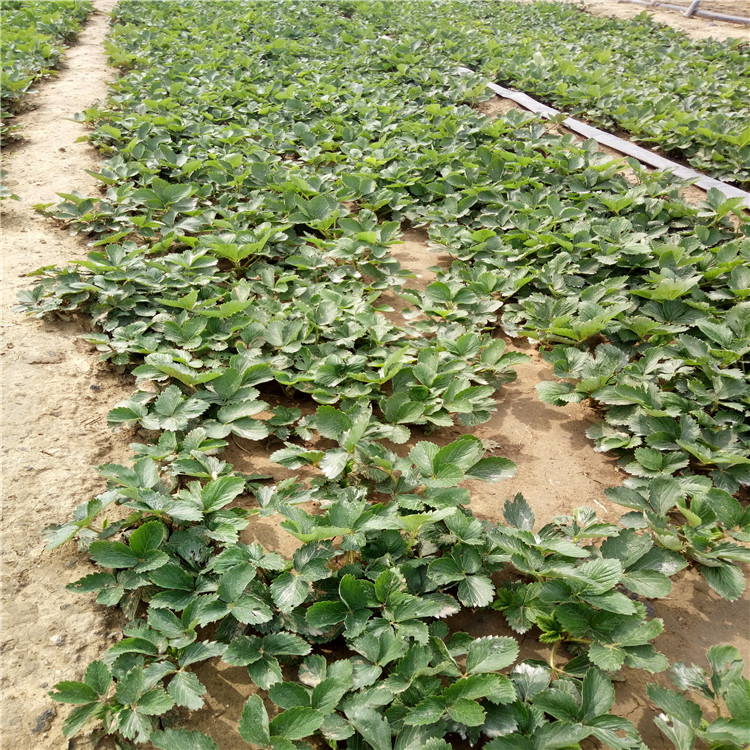 隋珠草莓苗批发、隋珠草莓苗价格报表  亩产收入五万元