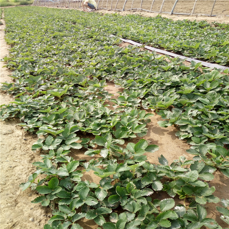 隋珠草莓苗批发、隋珠草莓苗价格报表  亩产收入五万元