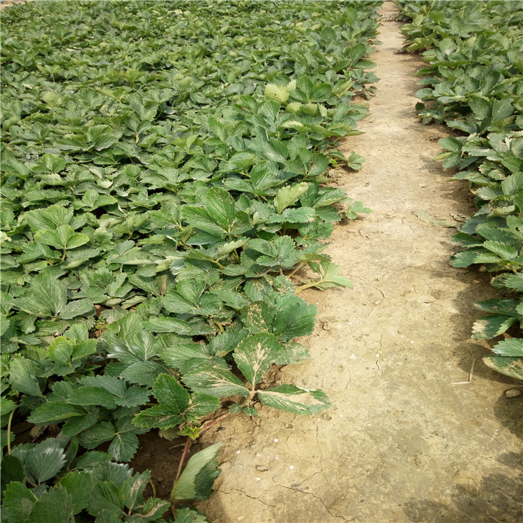 天仙醉草莓苗栽培技术、天仙醉草莓苗批发价格  亩产收入五万元
