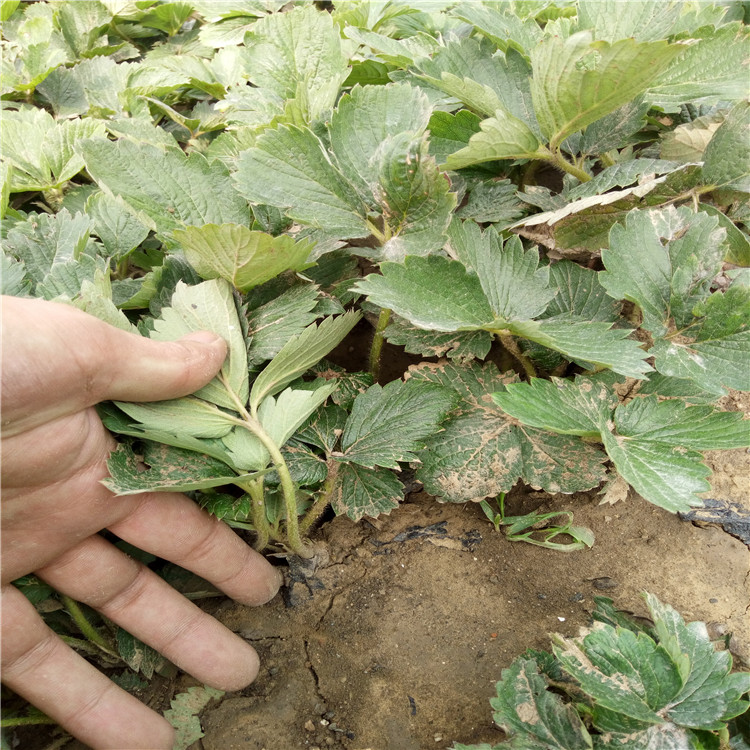 高度15公分草莓苗价格报表  九香三号草莓苗亩产收入五万元