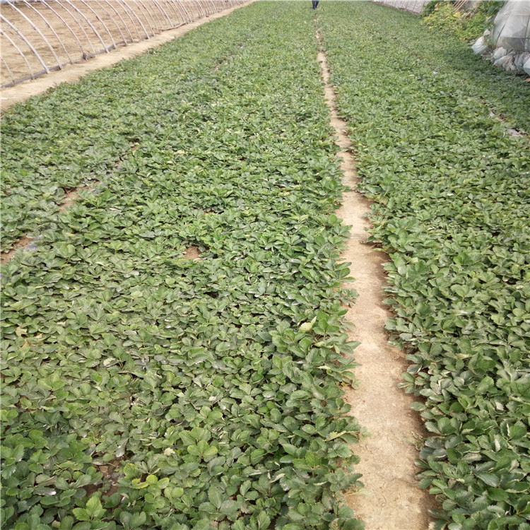 隋珠草莓苗栽培技术、隋珠草莓苗便宜价格  产量益好