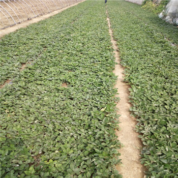 脱毒草莓苗栽培技术隋珠草莓苗提供种植技术