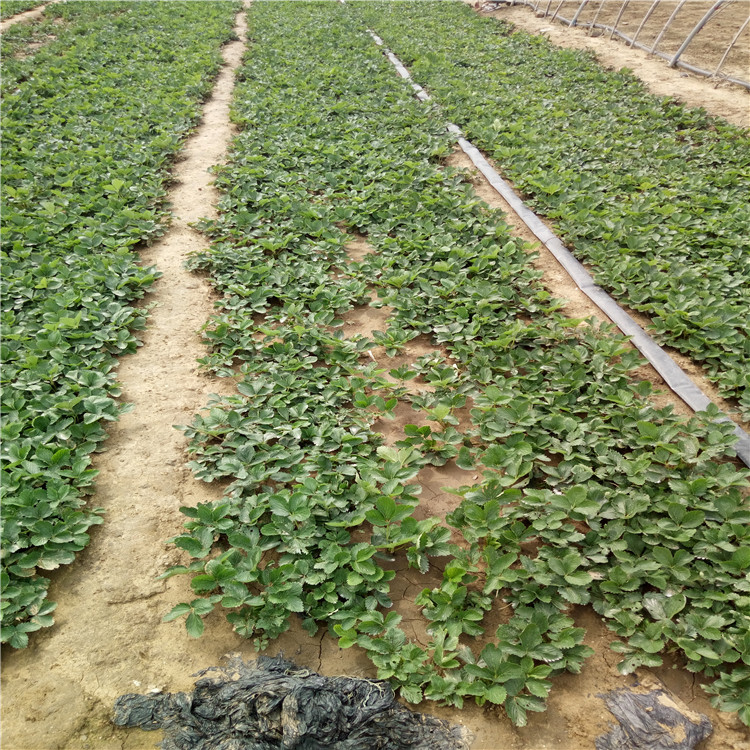 高度15公分草莓苗栽培技术  甜查理草莓苗产量益好