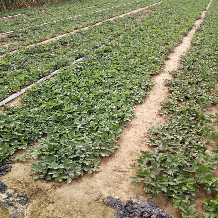 天仙醉草莓苗栽培技术、天仙醉草莓苗批发价格  亩产收入五万元
