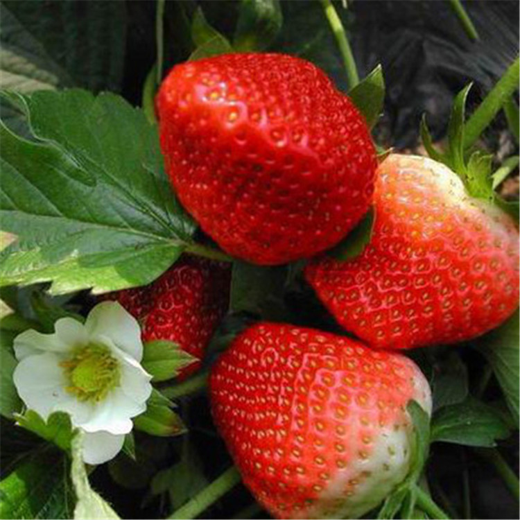 桃熏草莓苗基地、桃熏草莓苗结果时间  冷链运输