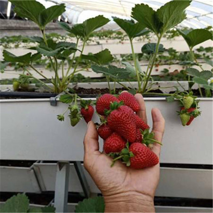 脱毒草莓苗这里便宜  妙香3号草莓苗保品种签合同
