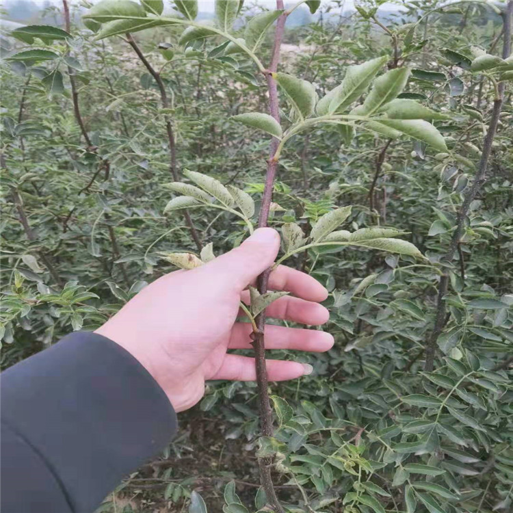 一年花椒苗价格大果花椒苗今年报价.辽宁