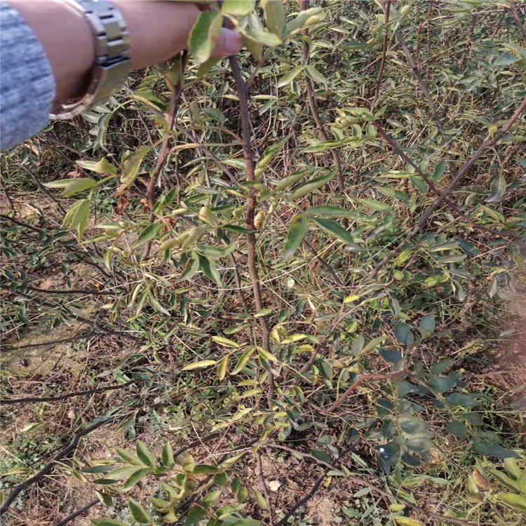 一年花椒苗价格大红袍花椒苗报价价格图表.安徽