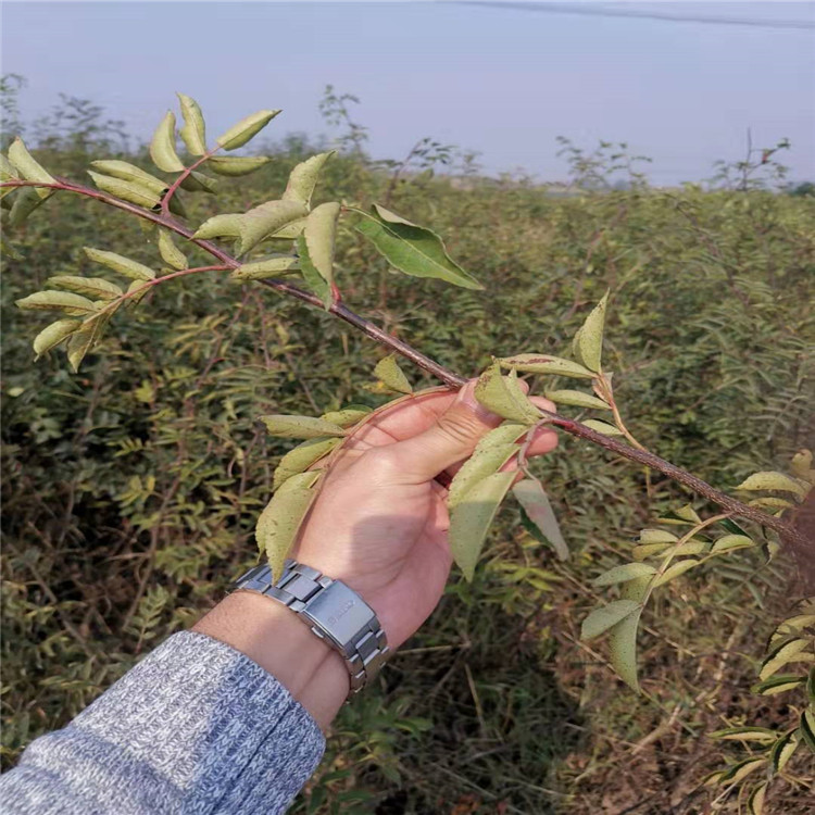 嫁接花椒苗价格大红袍花椒苗今年报价.天津