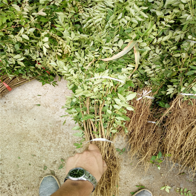 广东花椒苗、花椒苗育苗基地