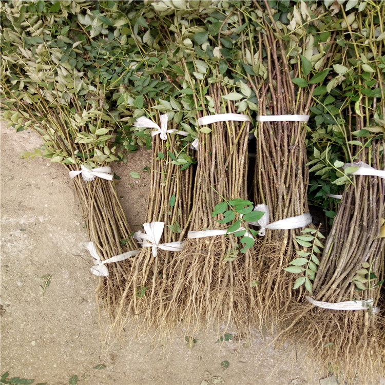 广东花椒苗、花椒苗育苗基地