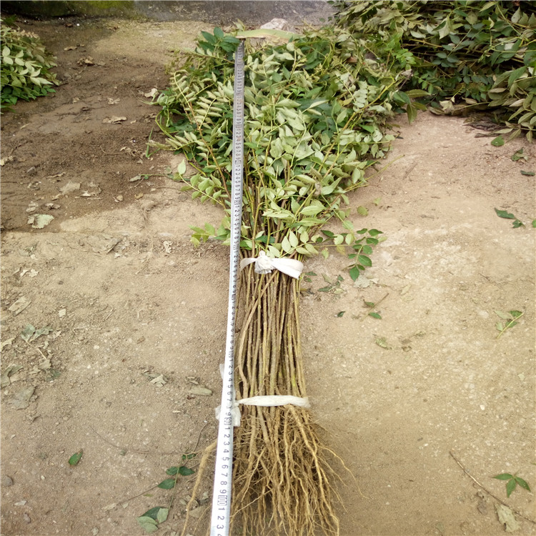 云南五华大红袍花椒苗基地-云南五华大红袍花椒苗批发栽植基地