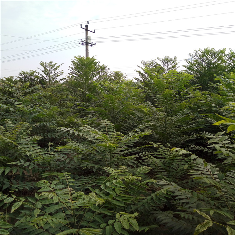 北京花椒苗、花椒苗今年批发价格