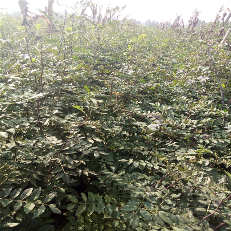 吉林花椒苗、花椒苗多钱一棵