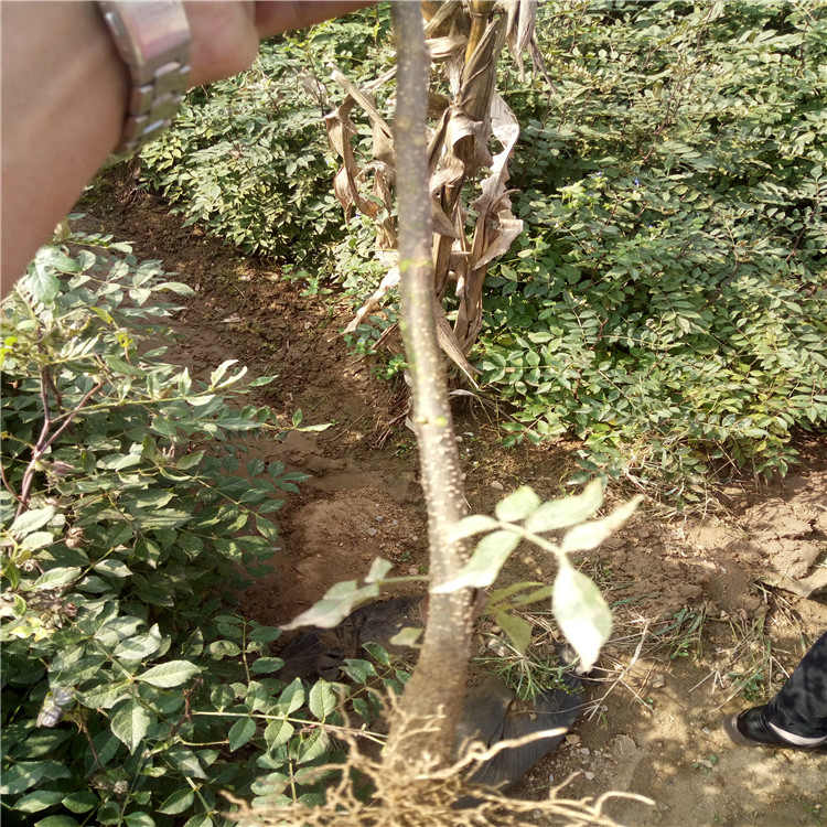 1米高花椒苗基地无刺花椒苗批发栽植基地