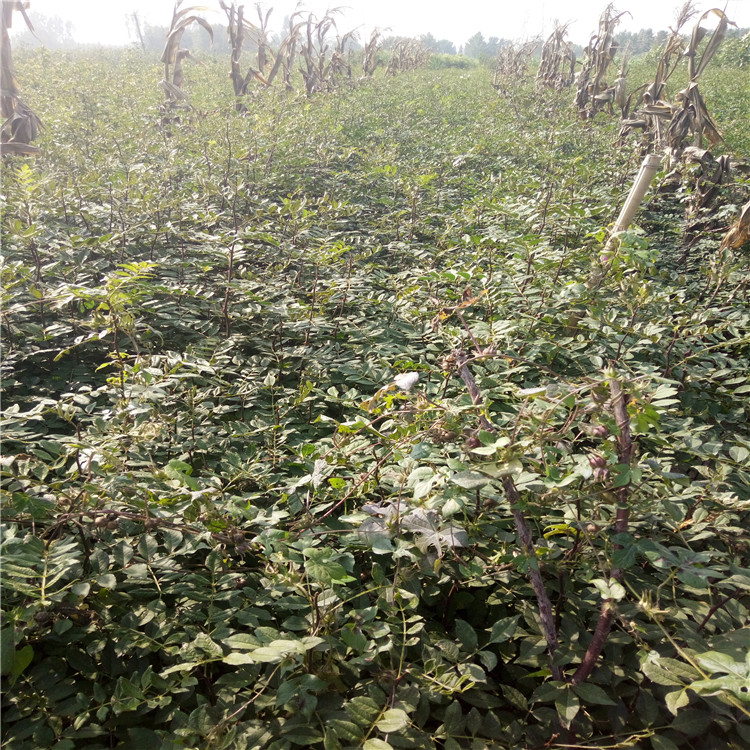 嫁接花椒苗价格大果花椒苗这里价格便宜.福建