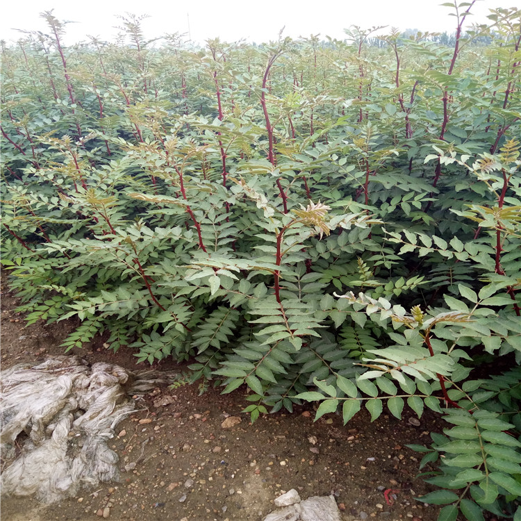 购买1米的大红袍花椒苗批发种植技术