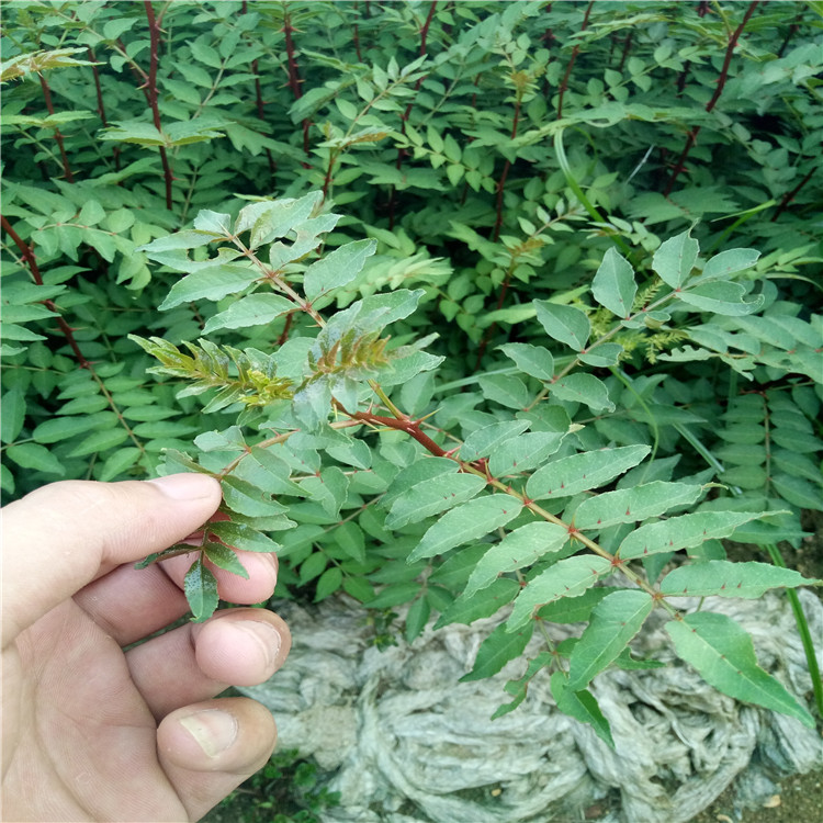 1米高花椒苗基地无刺花椒苗批发栽植基地