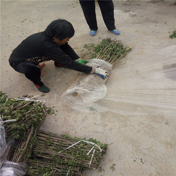 嫁接花椒苗价格红花椒苗栽植时间.北京