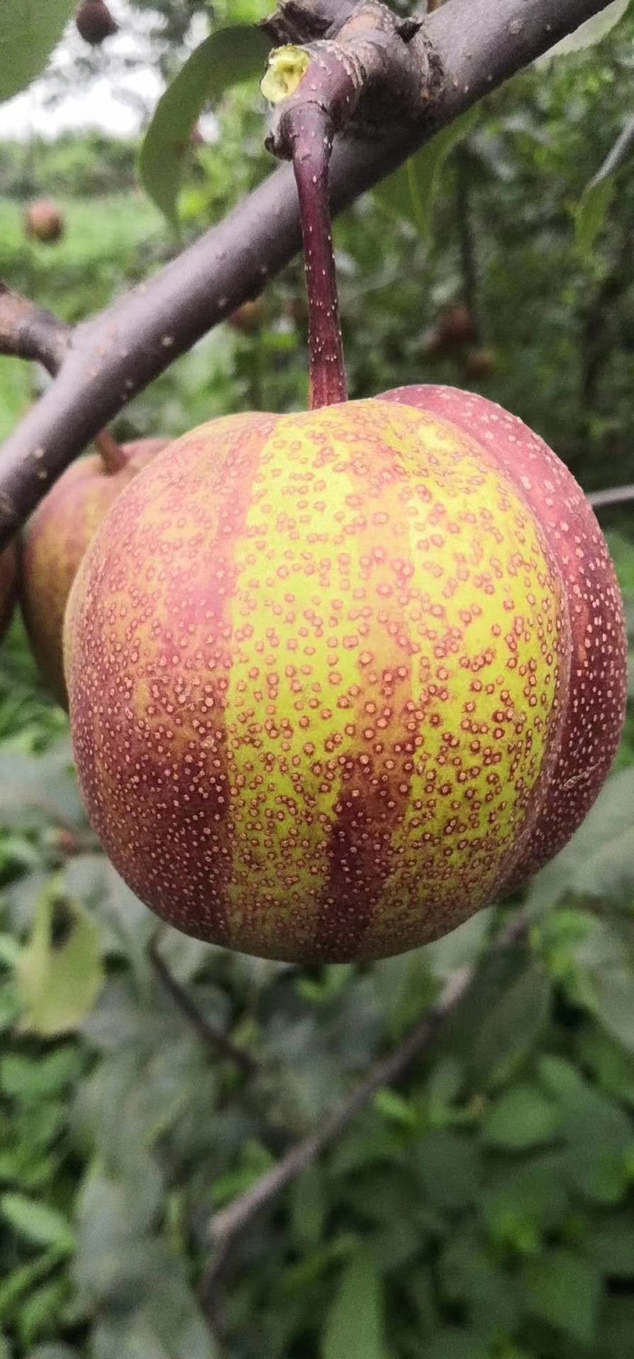 福建全红梨树苗种植时间