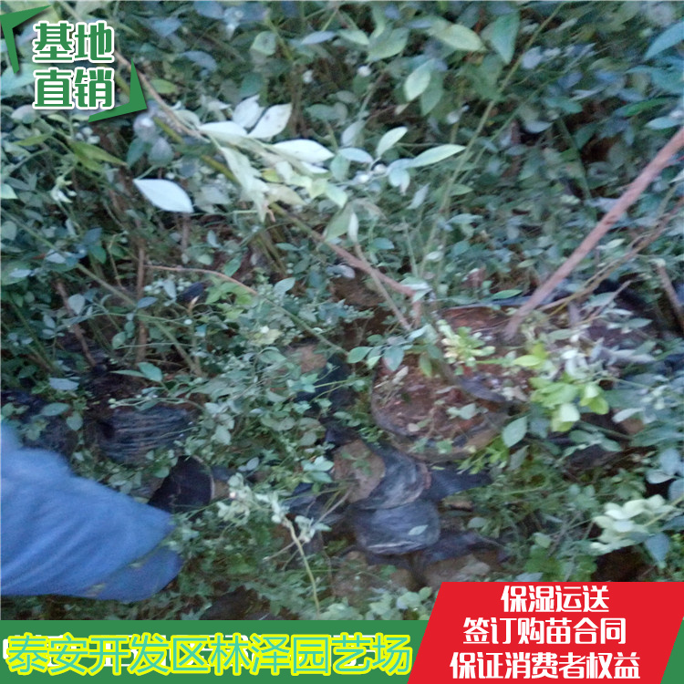 溫莎藍(lán)莓苗買(mǎi)苗必看、溫莎藍(lán)莓苗越冬管理